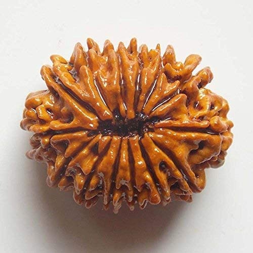 14 Mukhi Rudraksha Sahakara Nagar 14 Mukhi Rudraksha Sahakara Nagar